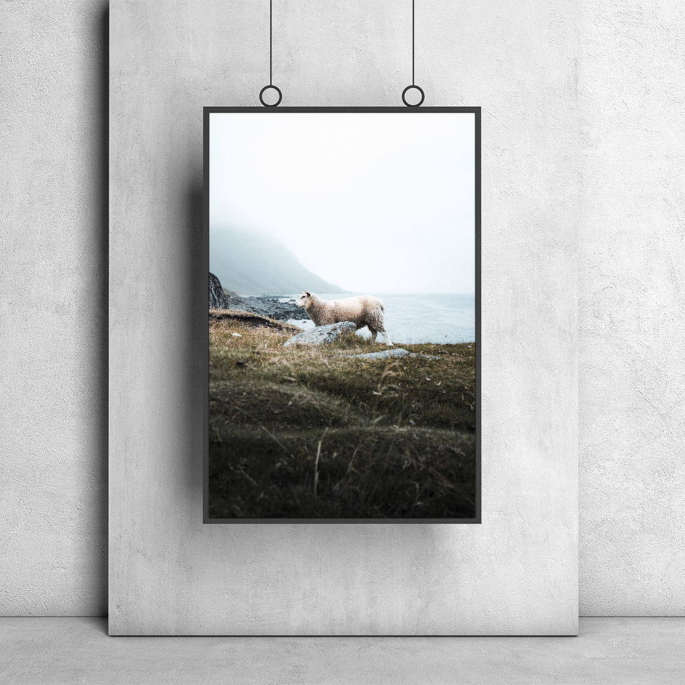 Mouton nordique – Îles Lofoten