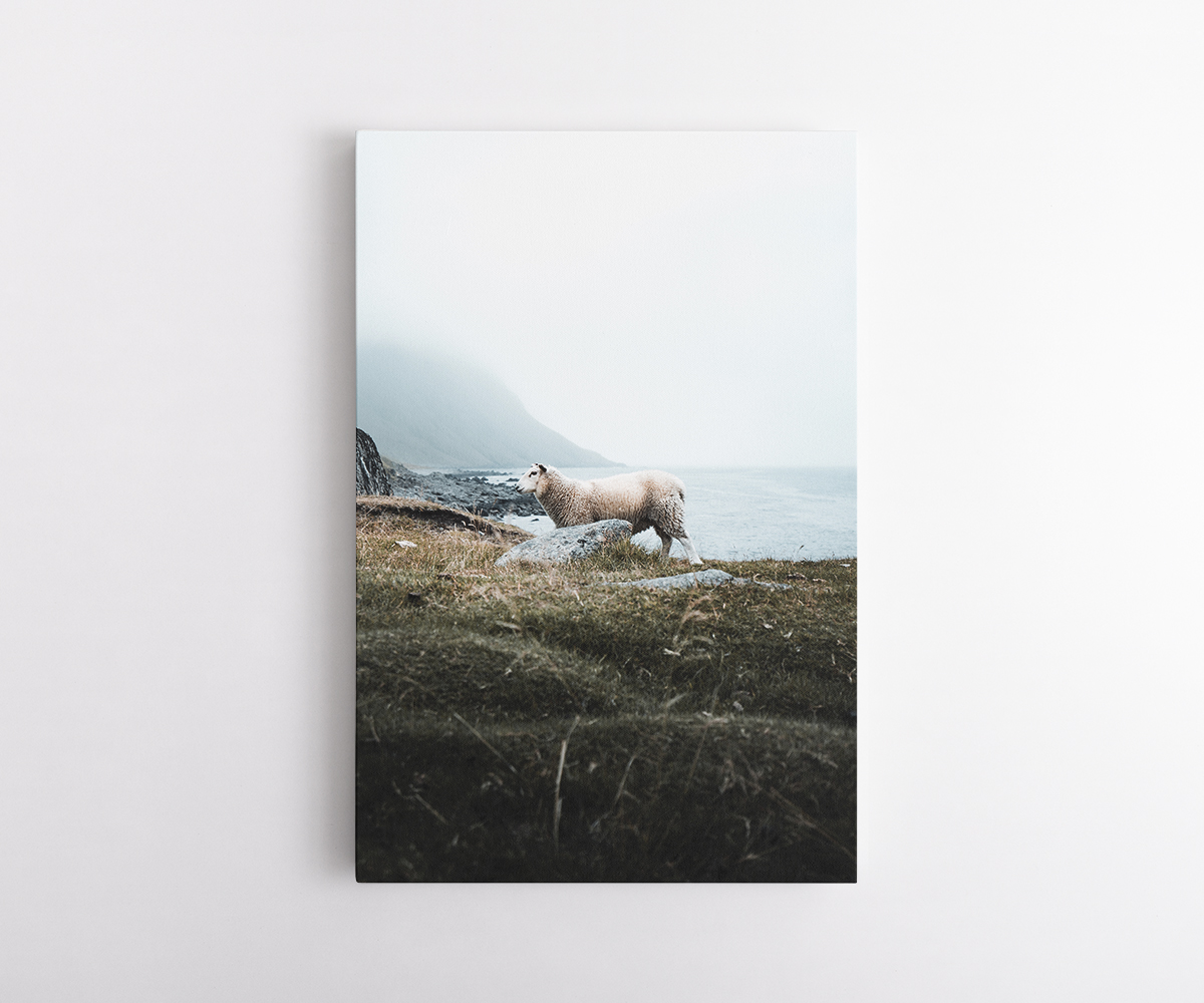 Mouton nordique – Îles Lofoten 3