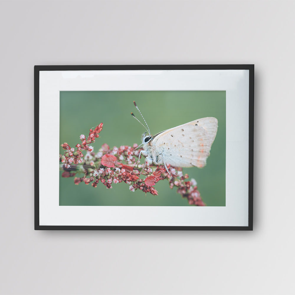 Papillon – Azuré des Nerpruns