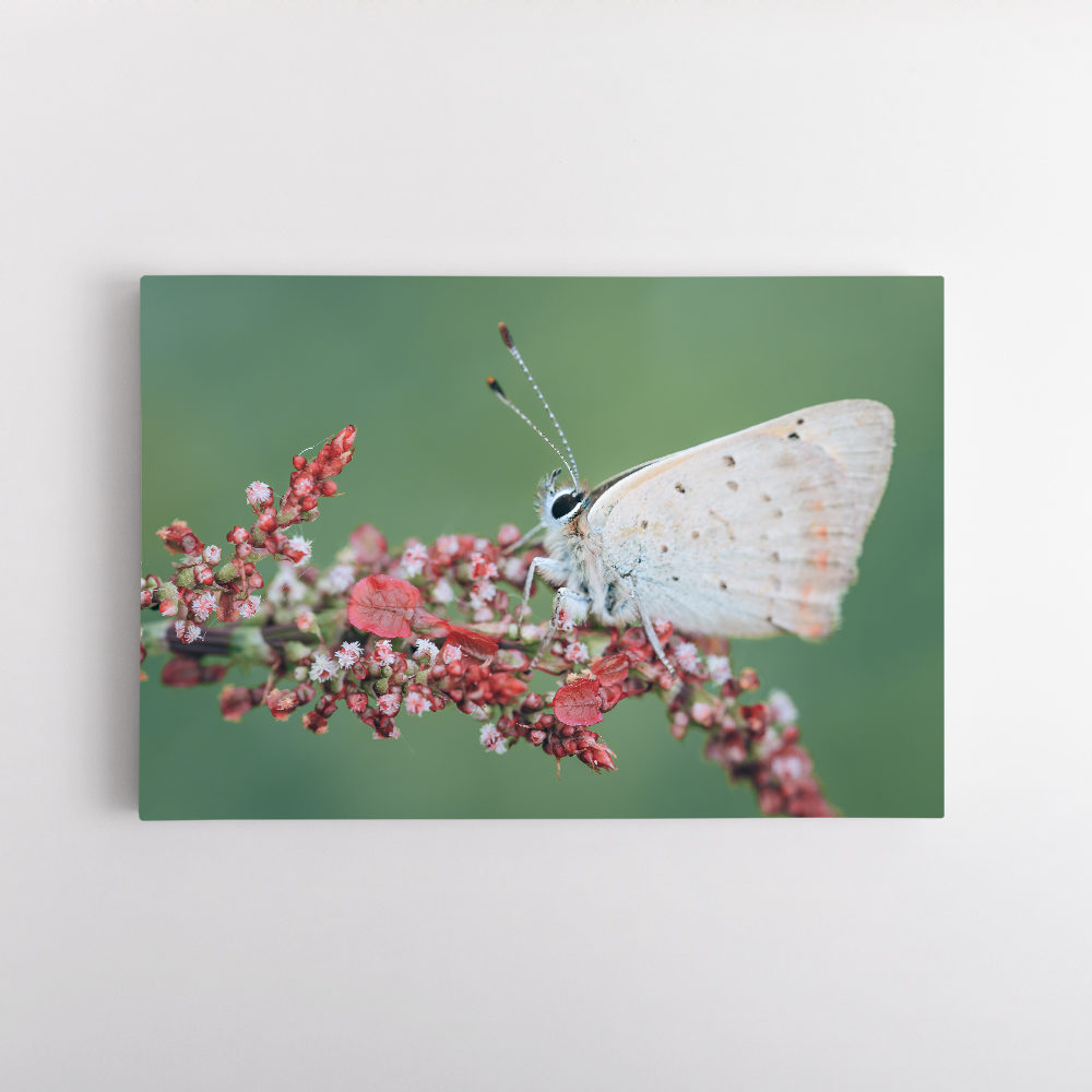 Papillon – Azuré des Nerpruns 3