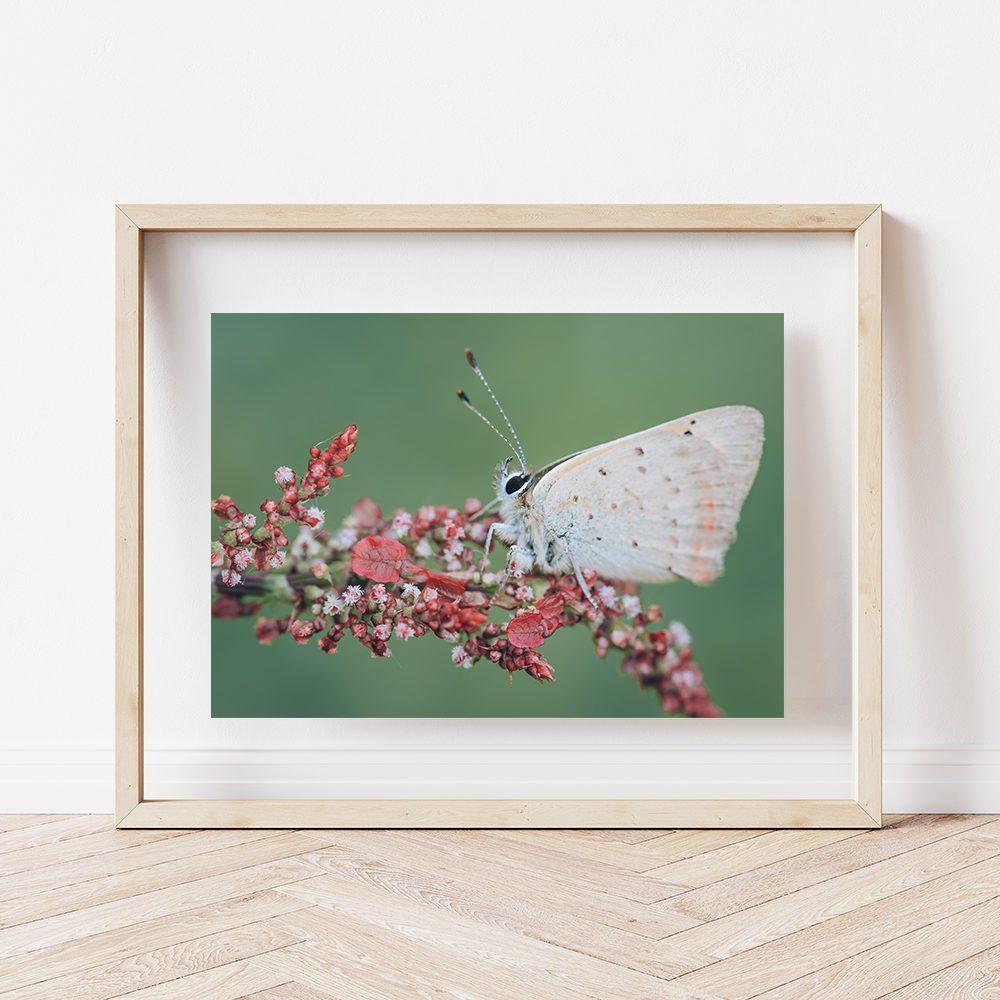 Papillon – Azuré des Nerpruns 4