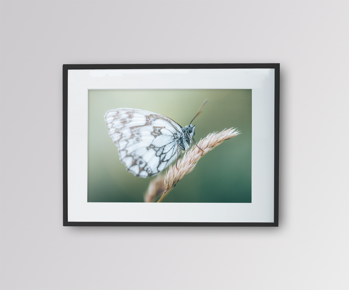 Papillon – Le Demi-deuil