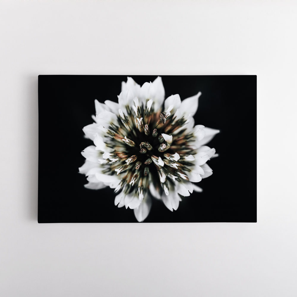 Trèfle Blanc – Trifolium repens 3