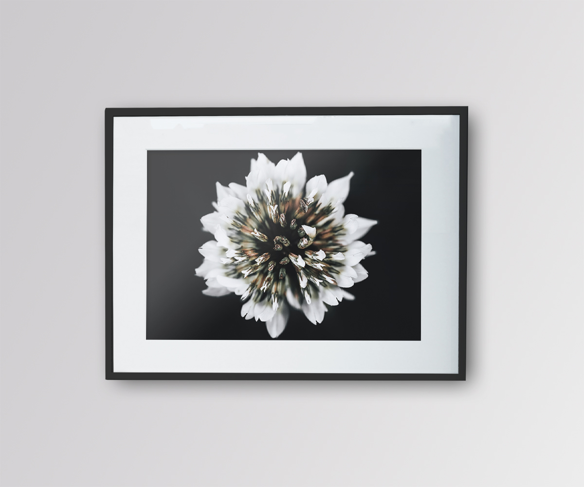 Trèfle Blanc – Trifolium repens